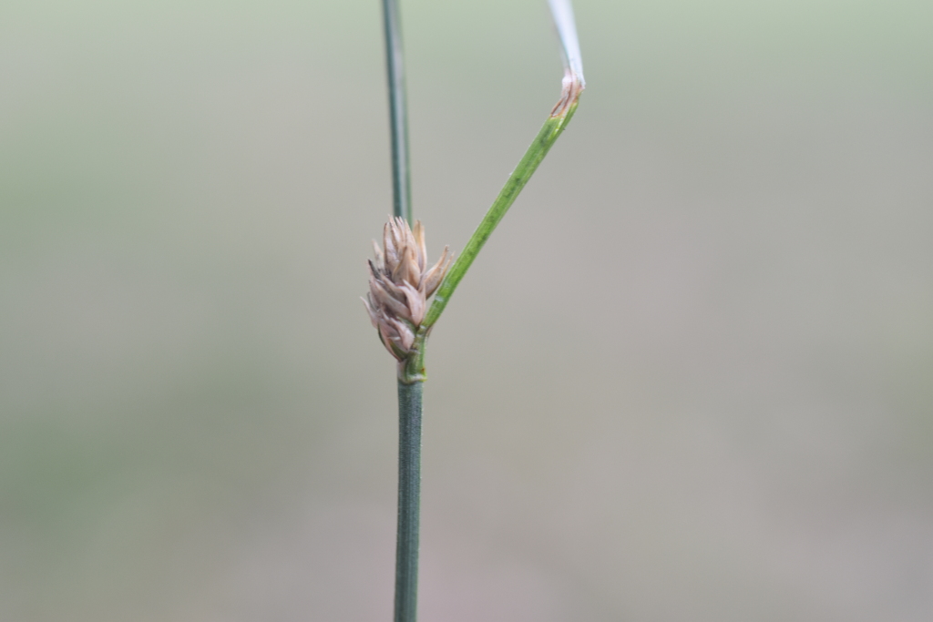 Carex divulsa (hero image)