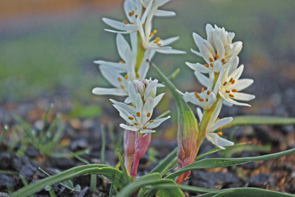 Wurmbea latifolia (hero image)