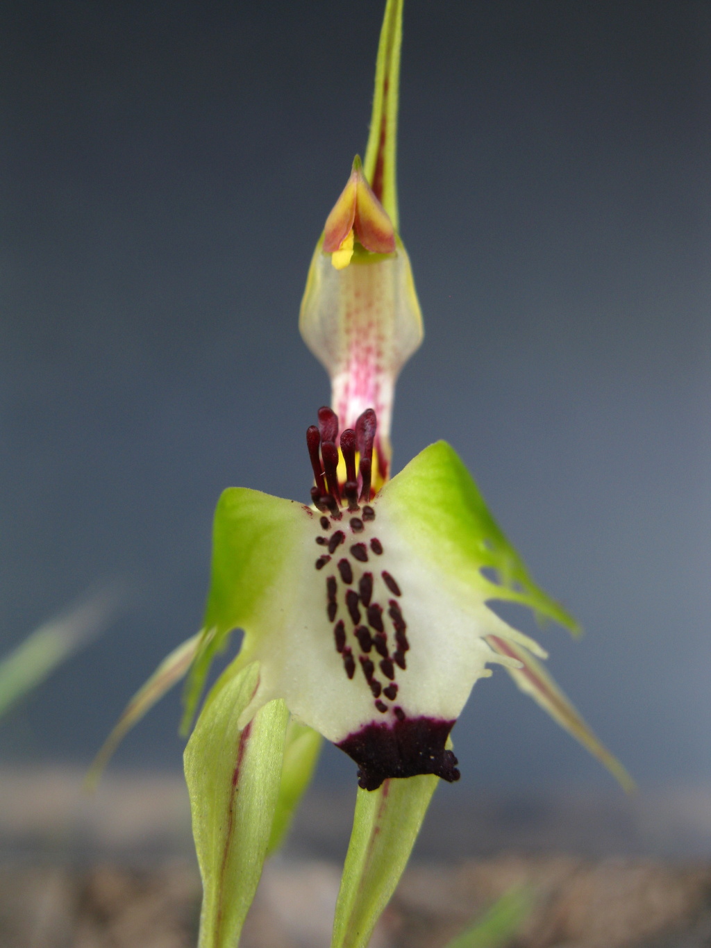 Caladenia tensa (hero image)