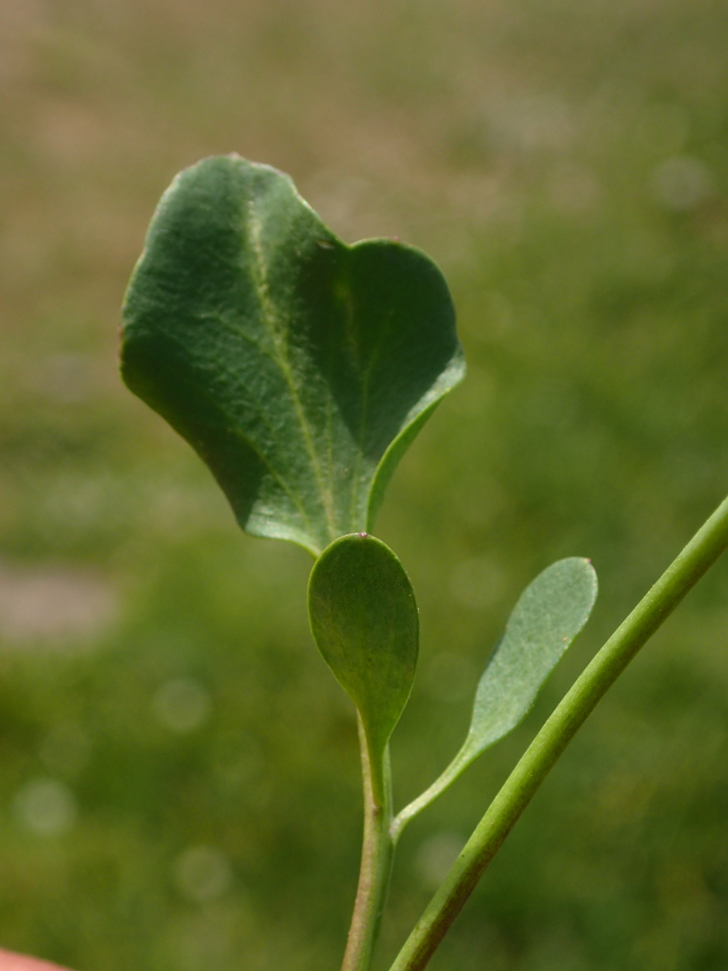 Cardamine astoniae (hero image)
