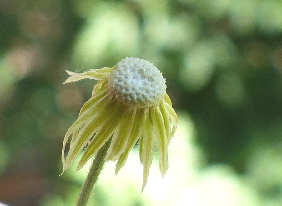 Erigeron sumatrensis (hero image)