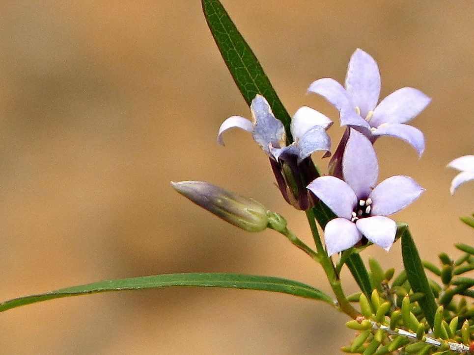 Billardiera cymosa (hero image)