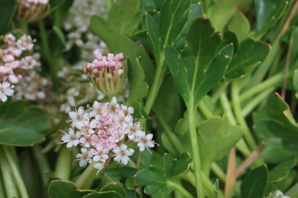 Trachymene humilis (hero image)