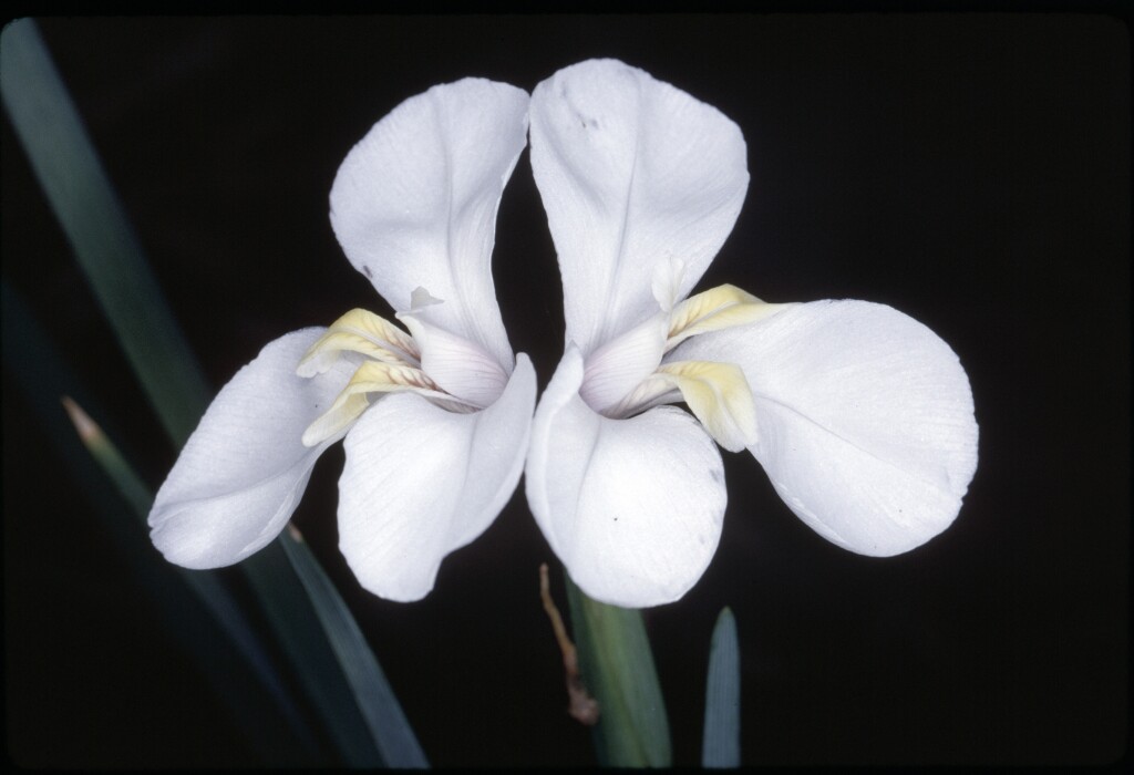 Diplarrena moraea (hero image)