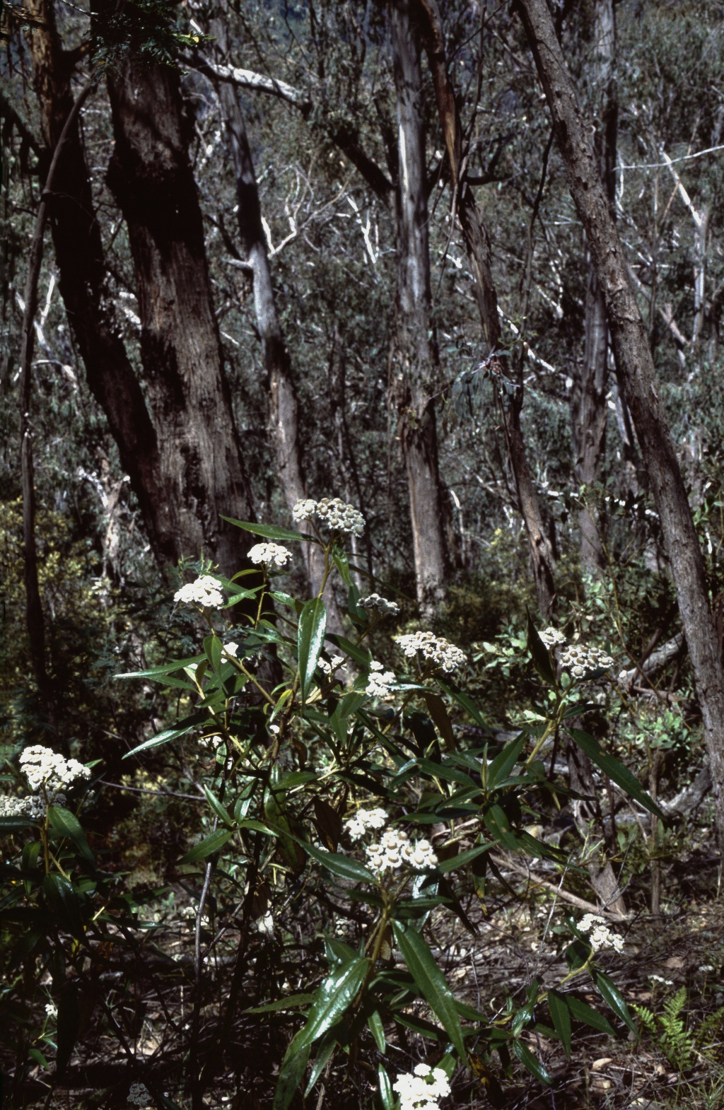 Ozothamnus stirlingii (hero image)