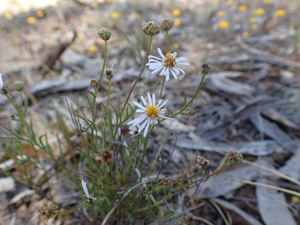 Brachyscome ciliaris var. subintegrifolia (hero image)