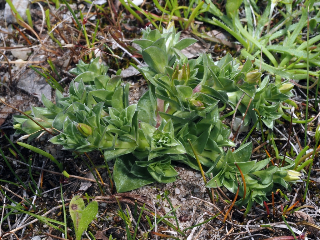 Gentiana baeuerlenii (hero image)