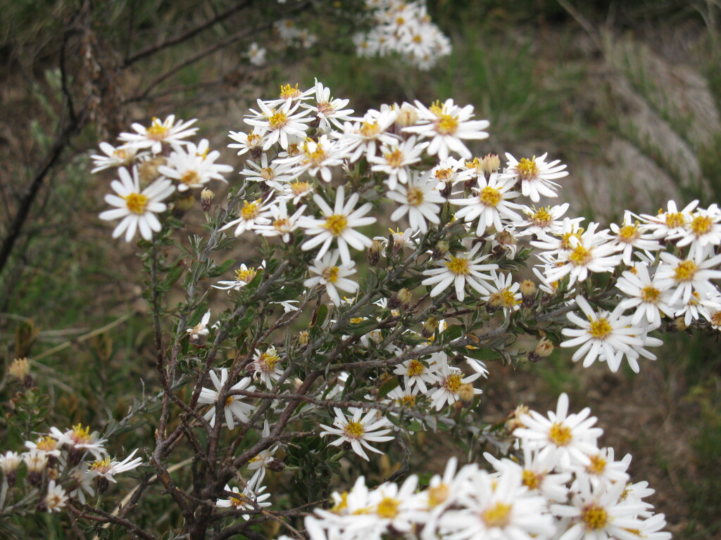 Olearia phlogopappa subsp. serrata (hero image)