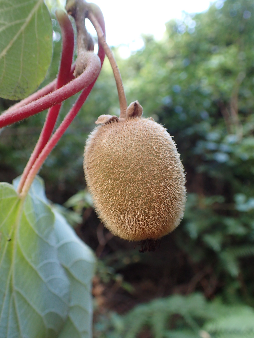 Actinidia chinensis (hero image)