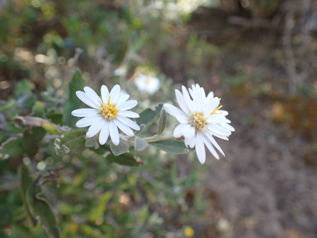 Olearia phlogopappa subsp. insularis (hero image)