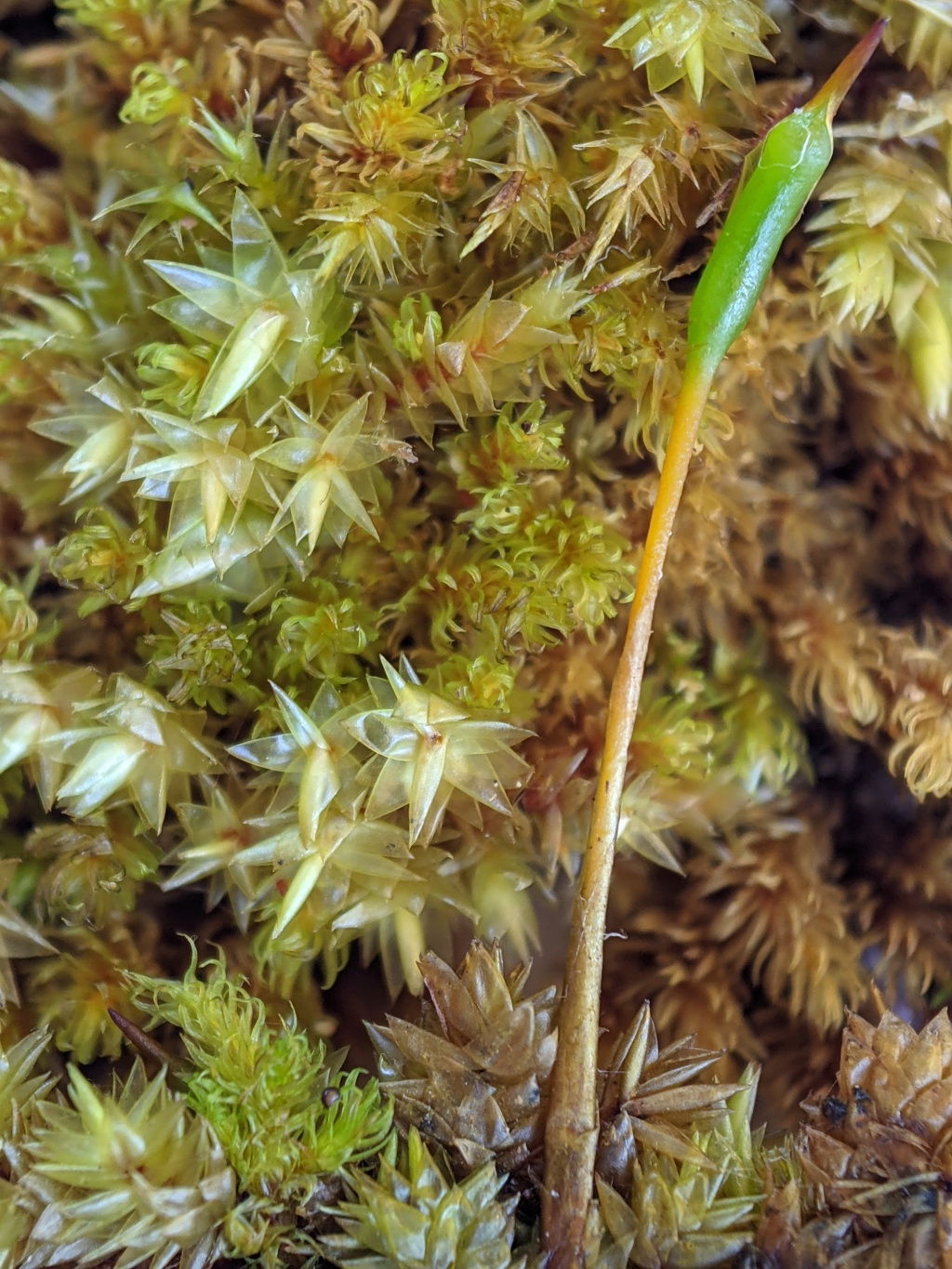 Dicranaceae (hero image)