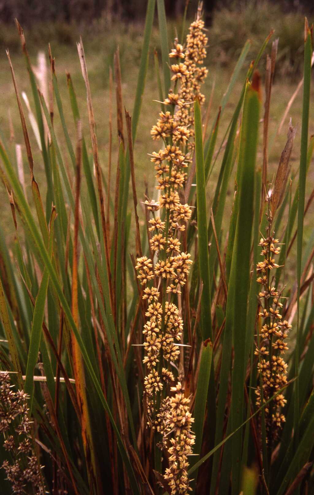 Lomandra longifolia (hero image)