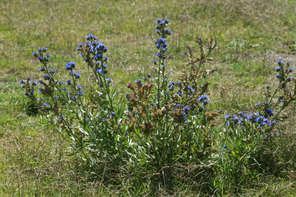 Anchusa arvensis (hero image)