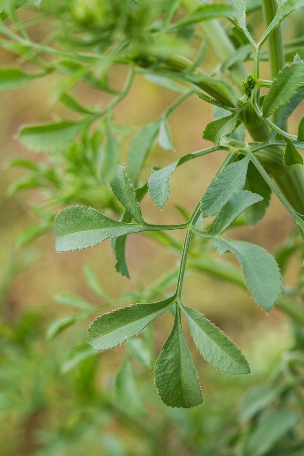 Ammi majus (hero image)