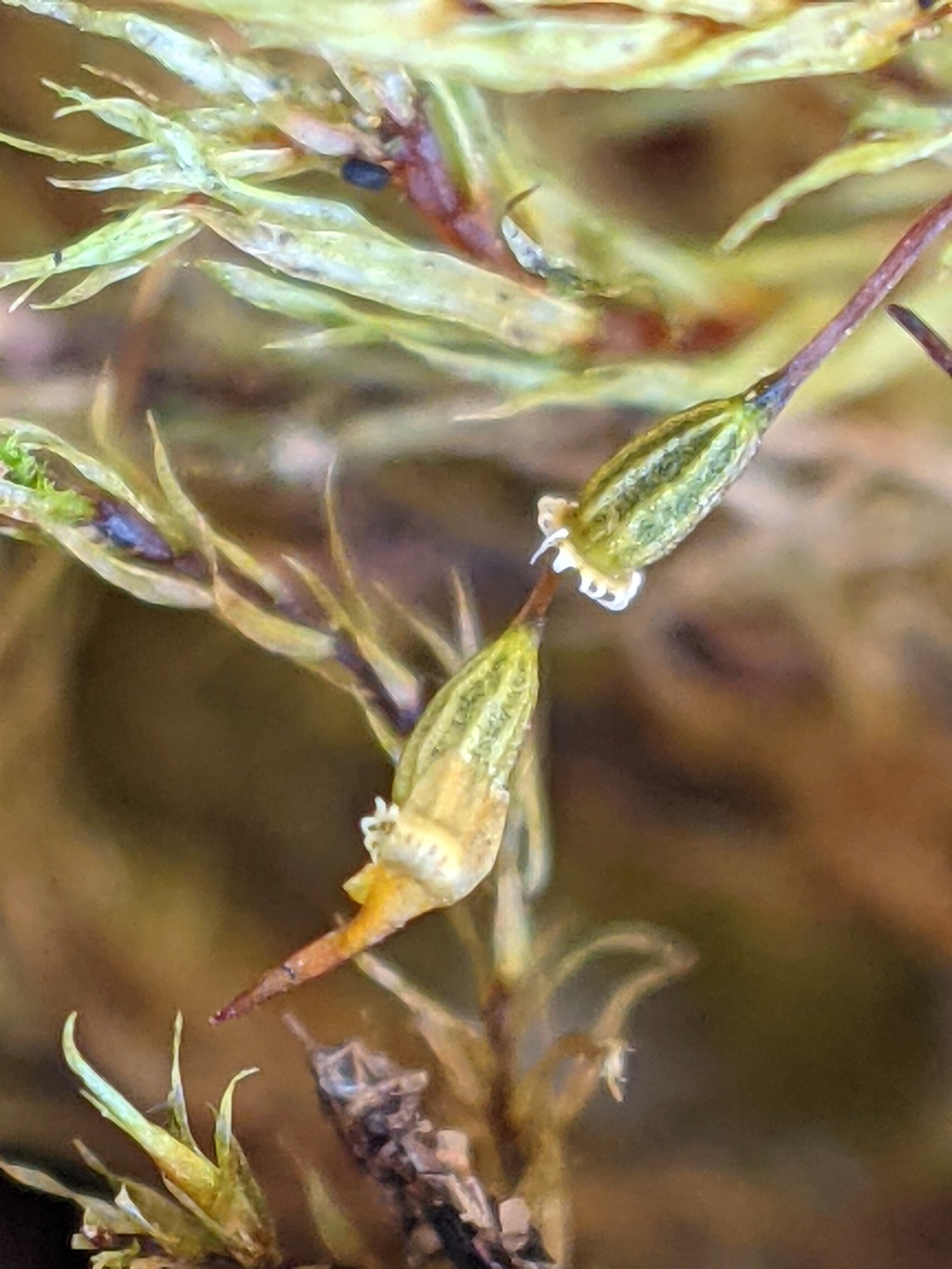 Tetraphidopsis (hero image)
