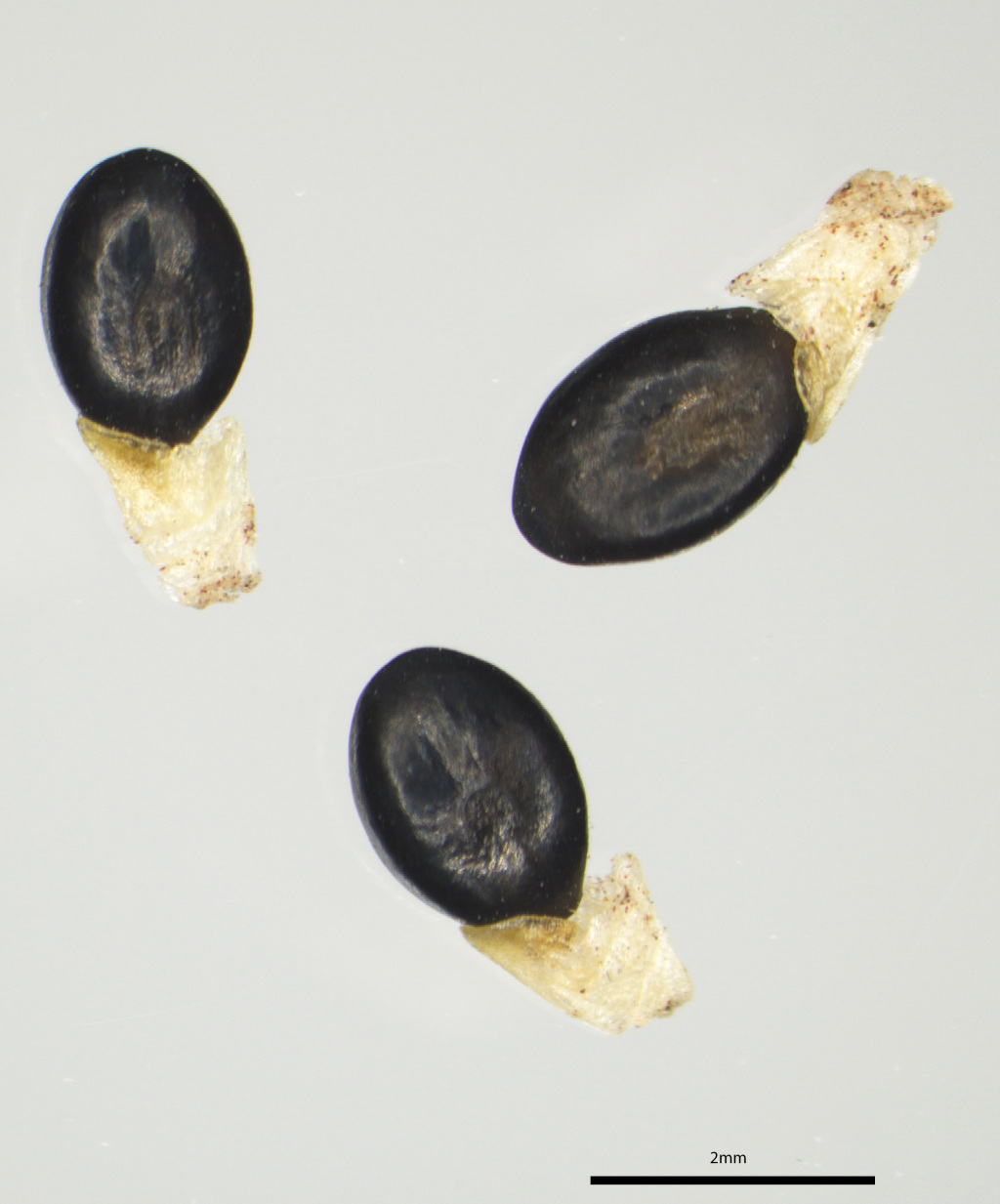 Acacia cineramis (hero image)