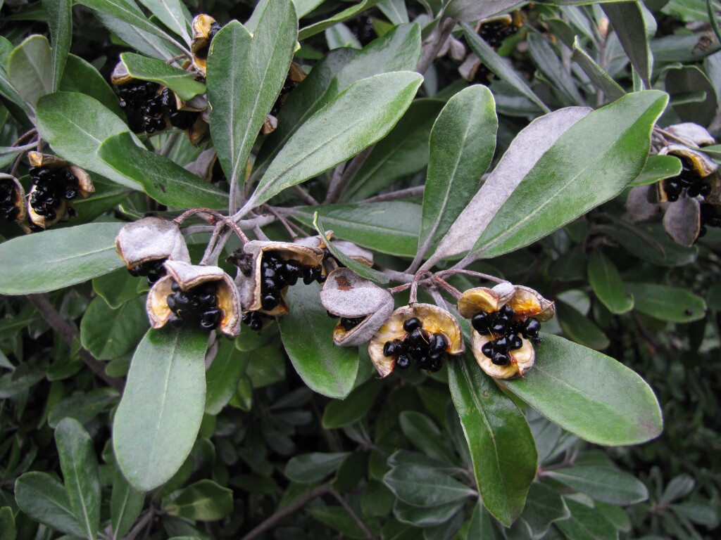 Pittosporum crassifolium (hero image)