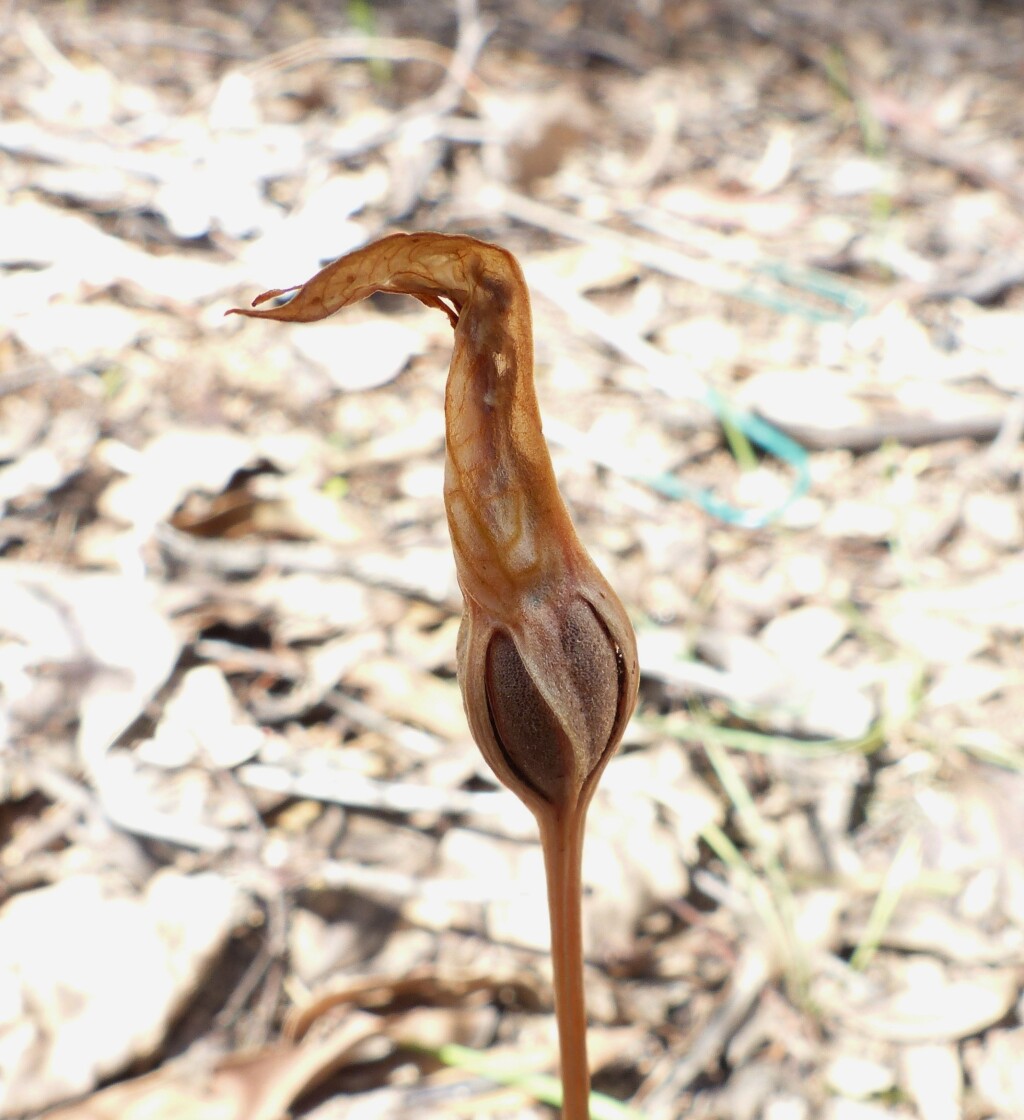 Pterostylis plumosa (hero image)