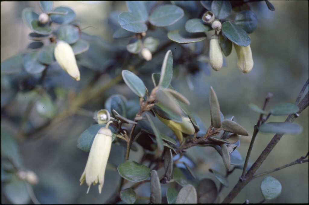 Correa backhouseana var. backhouseana (hero image)