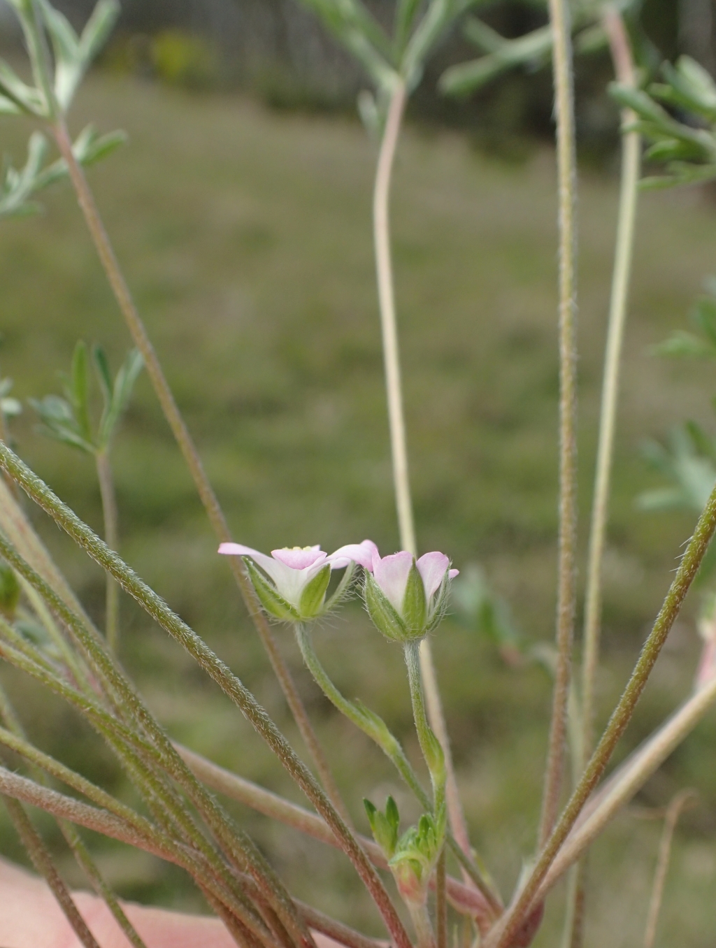 Geranium sp. 3 (hero image)