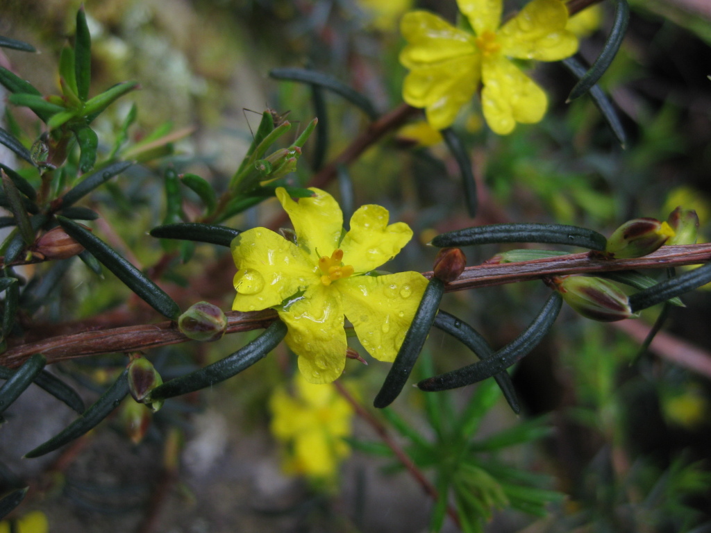 Hibbertia cistiflora subsp. rostrata (hero image)