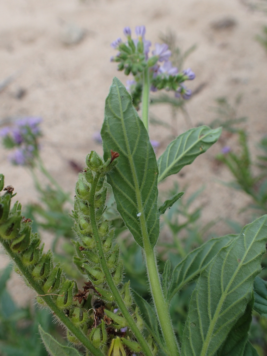 Heliotropium amplexicaule (hero image)