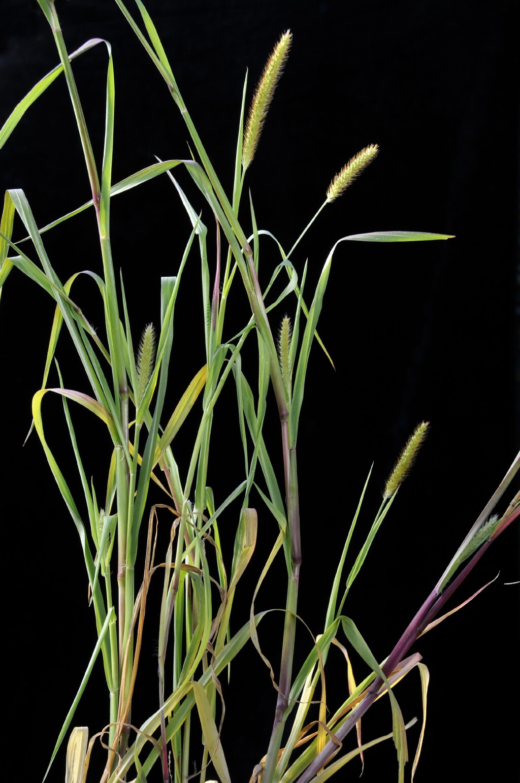 Setaria pumila (hero image)