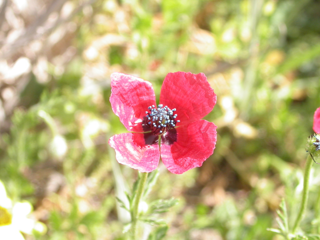 Papaver hybridum (hero image)