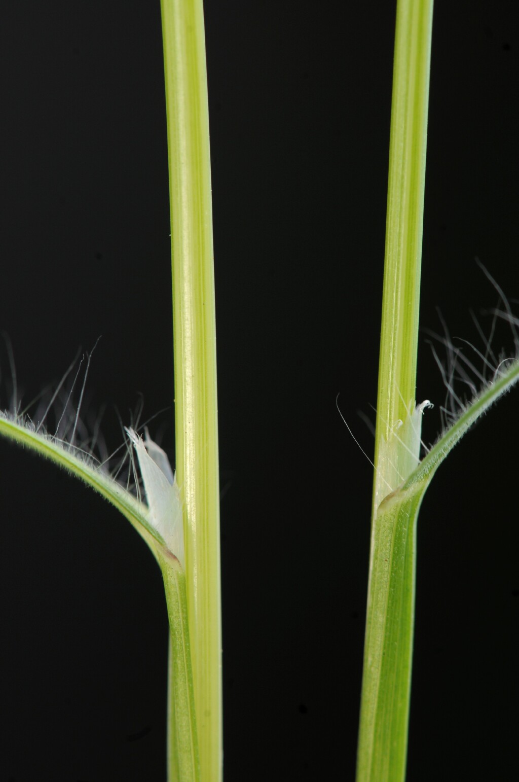 Bromus madritensis (hero image)