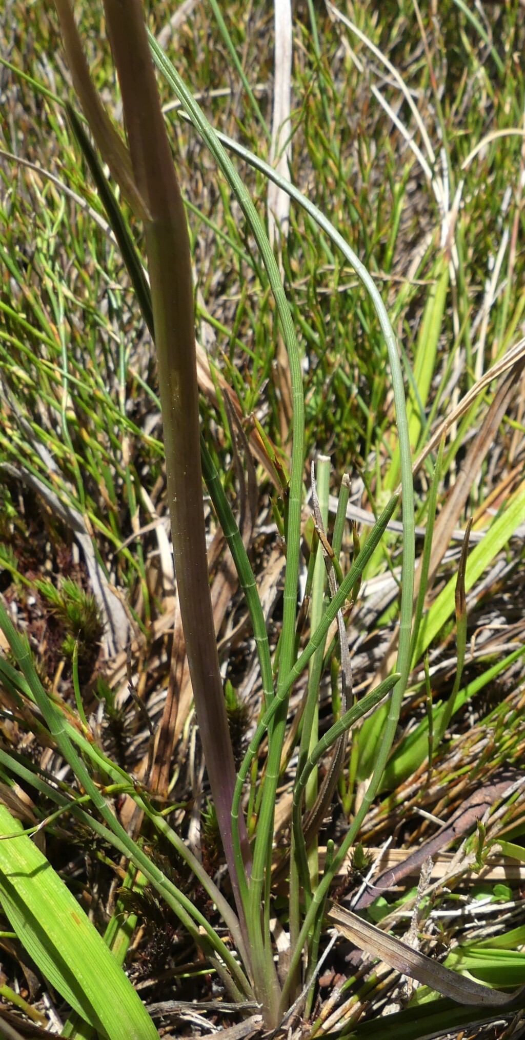 Aciphylla simplicifolia (hero image)
