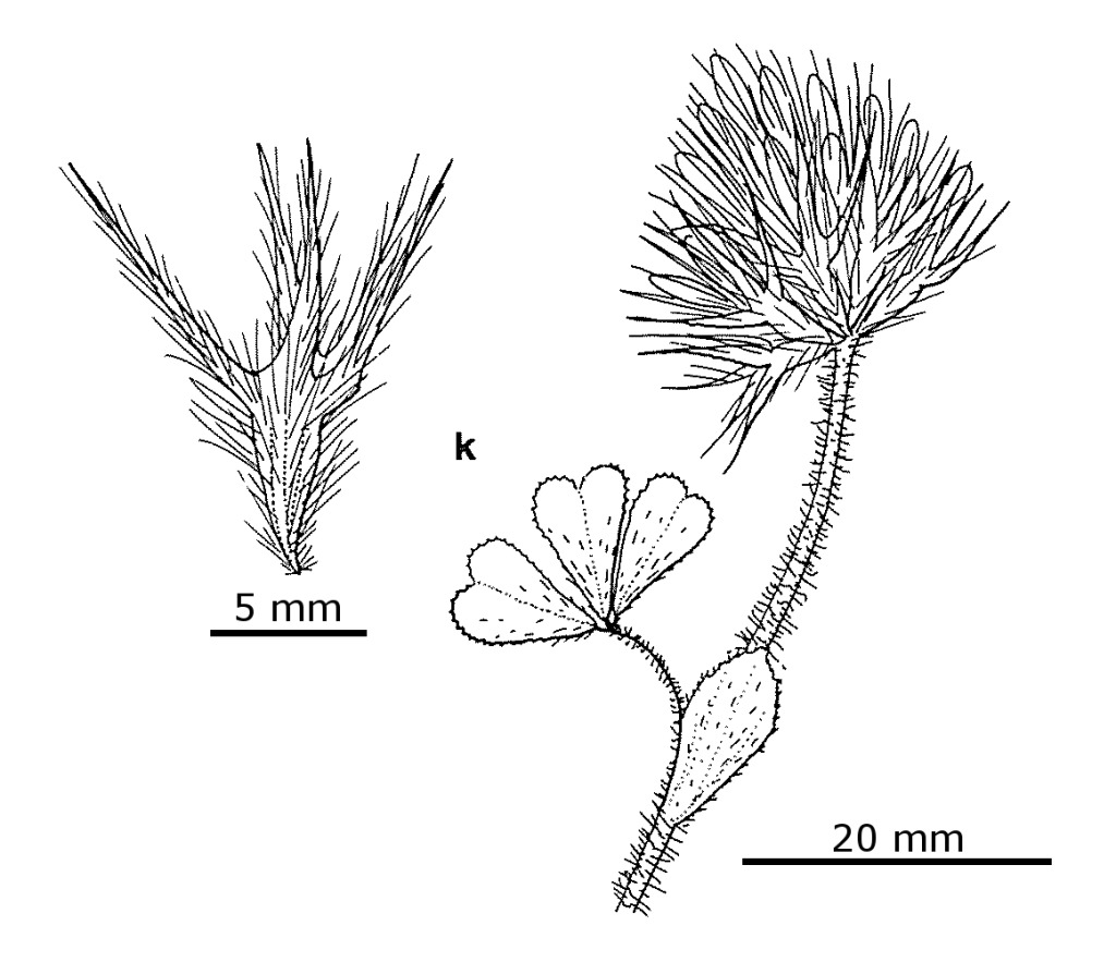 Trifolium stellatum var. stellatum (hero image)