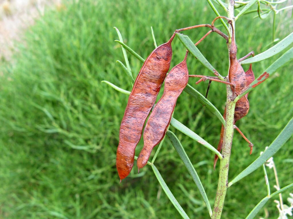 Senna artemisioides subsp. petiolaris (hero image)