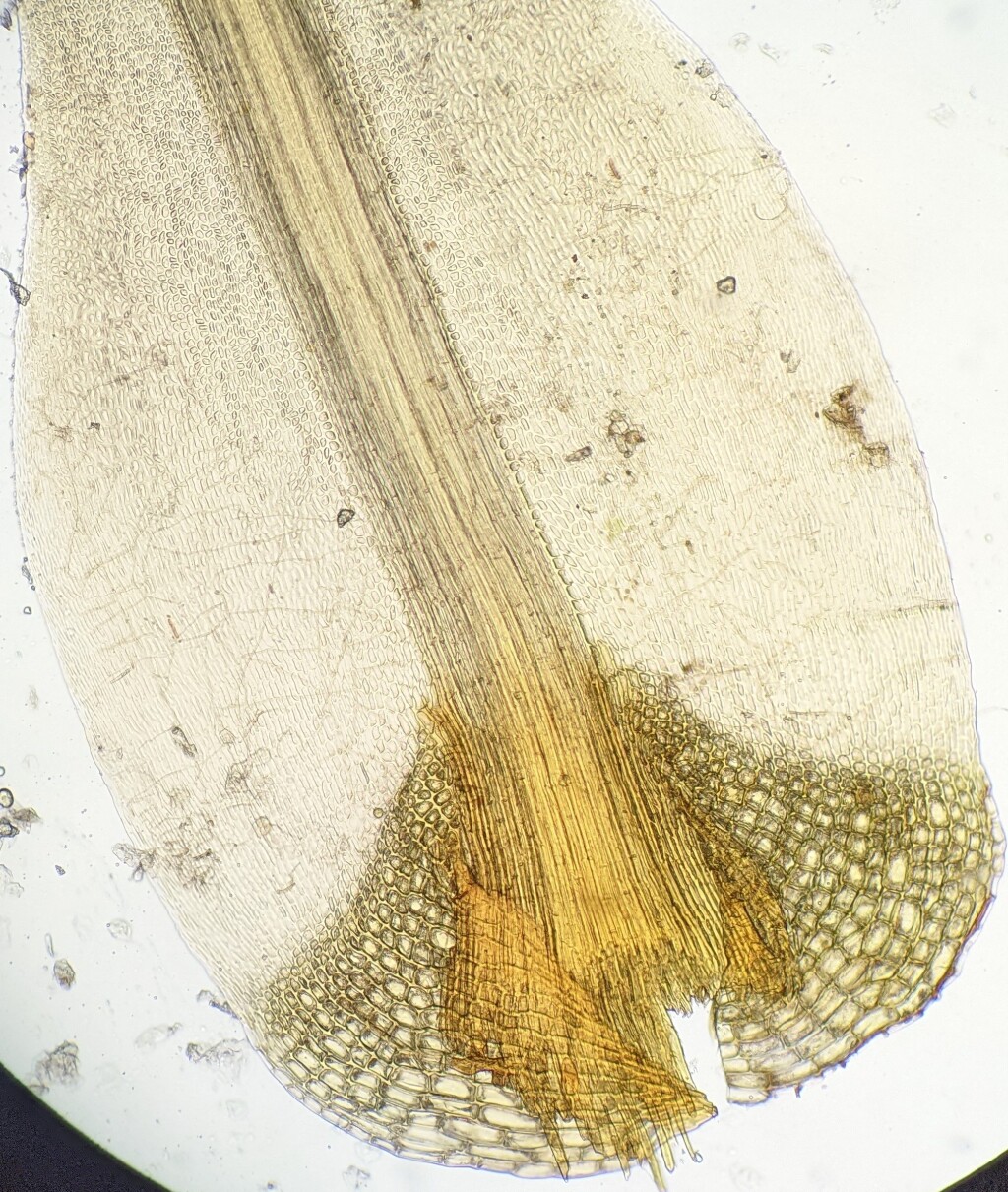 Dicranoloma menziesii (hero image)