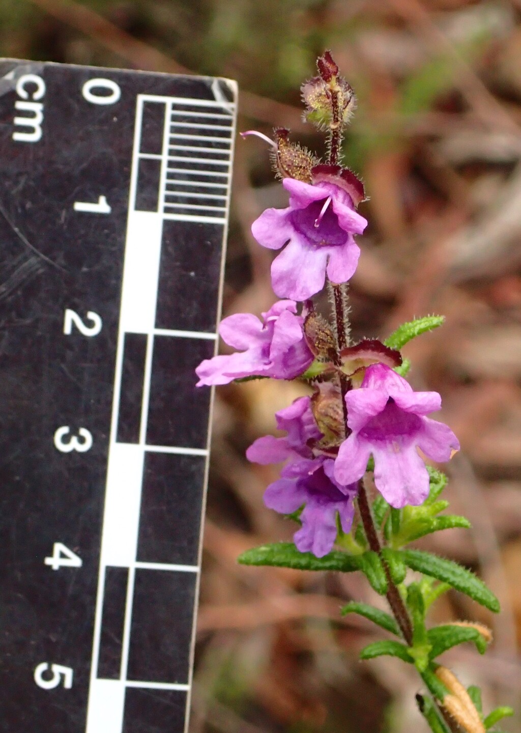 Prostanthera hirtula (hero image)