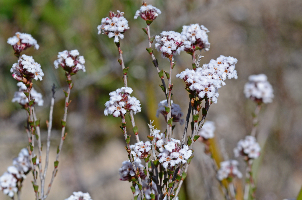 Leucopogon costatus (hero image)