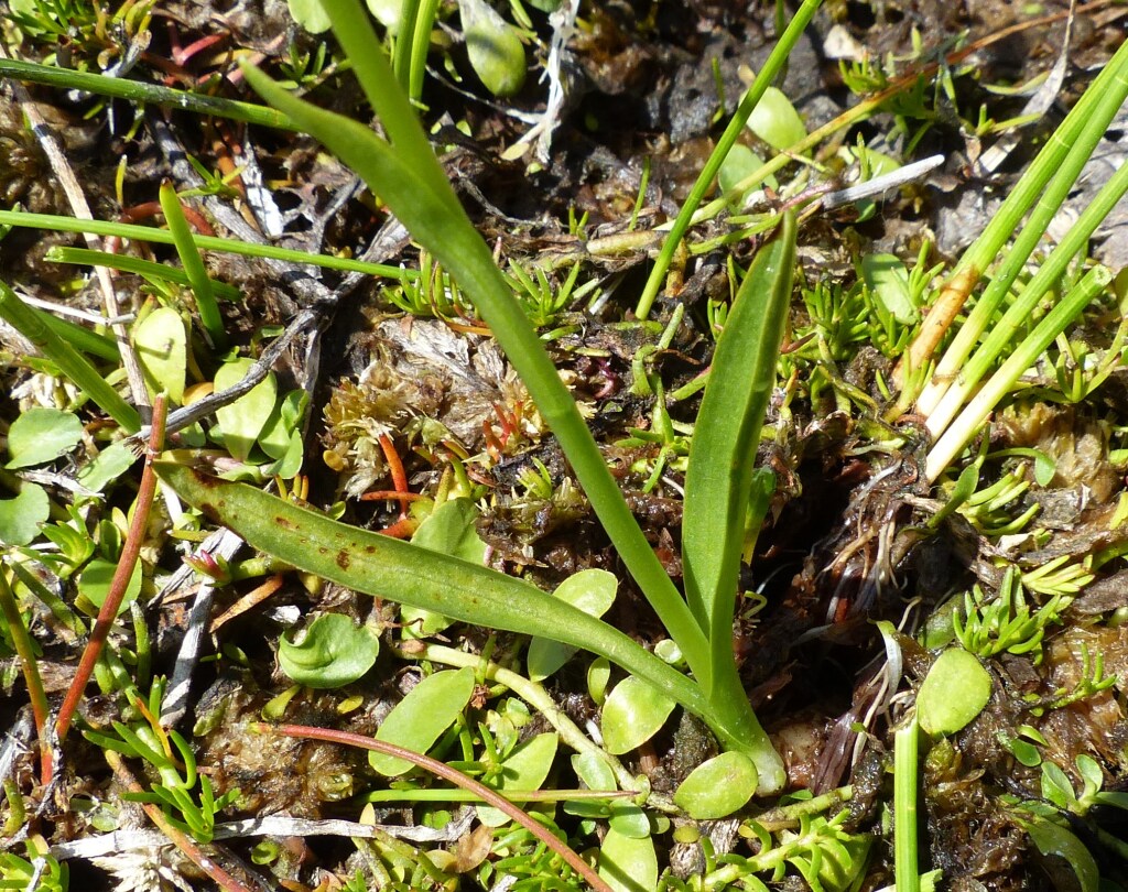 Spiranthes australis (hero image)