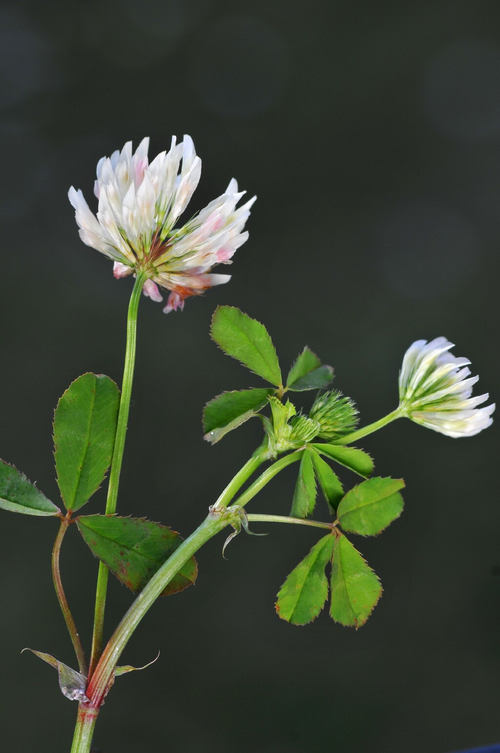 Trifolium michelianum (hero image)