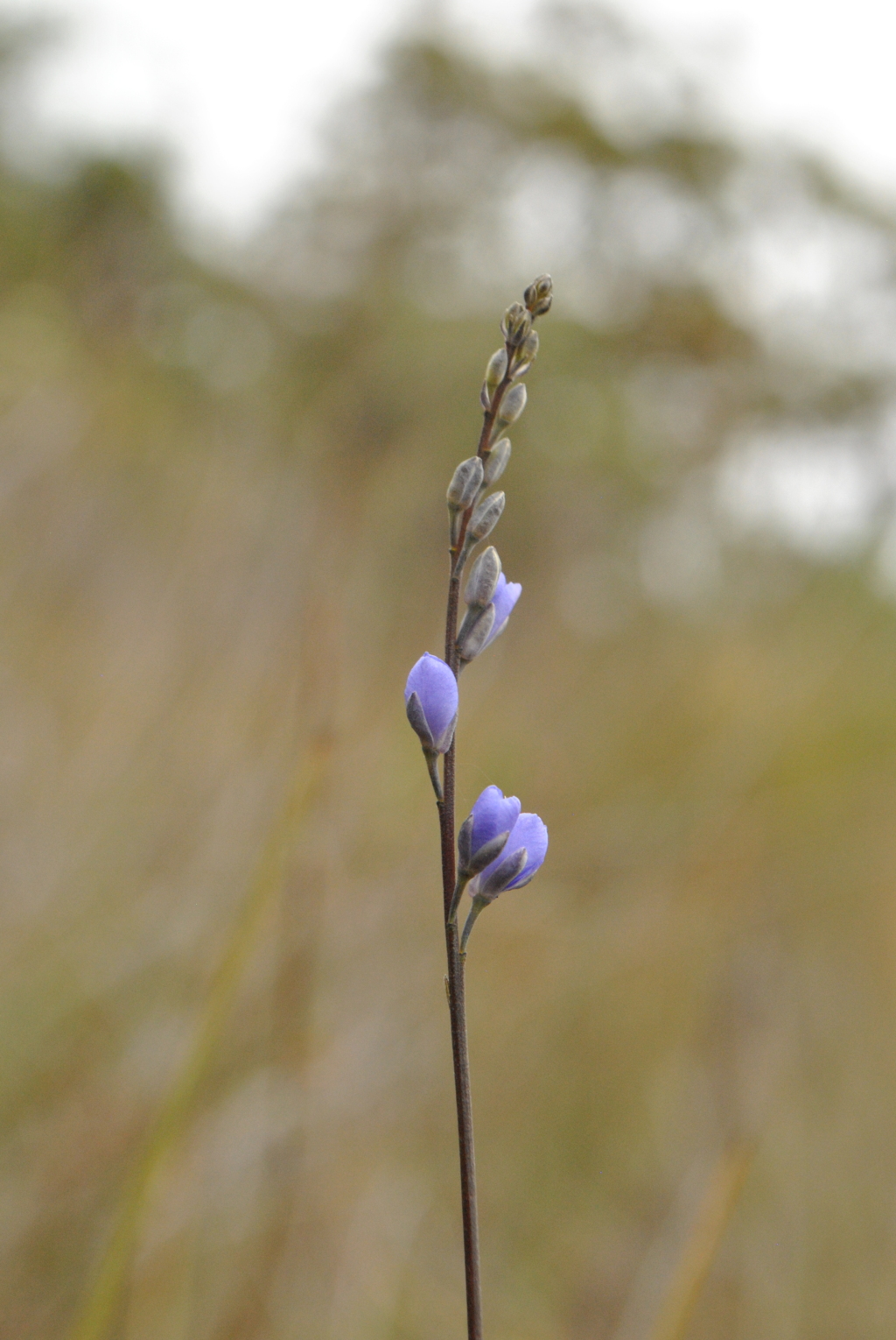 Comesperma defoliatum (hero image)