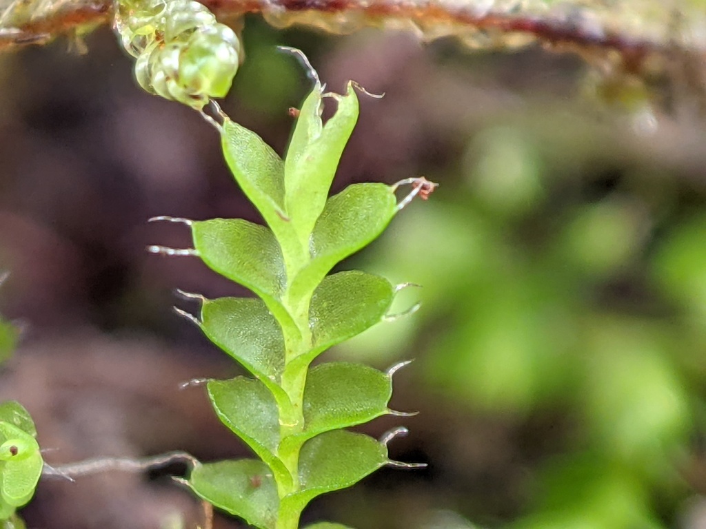 Pseudomarsupidium piliferum (hero image)