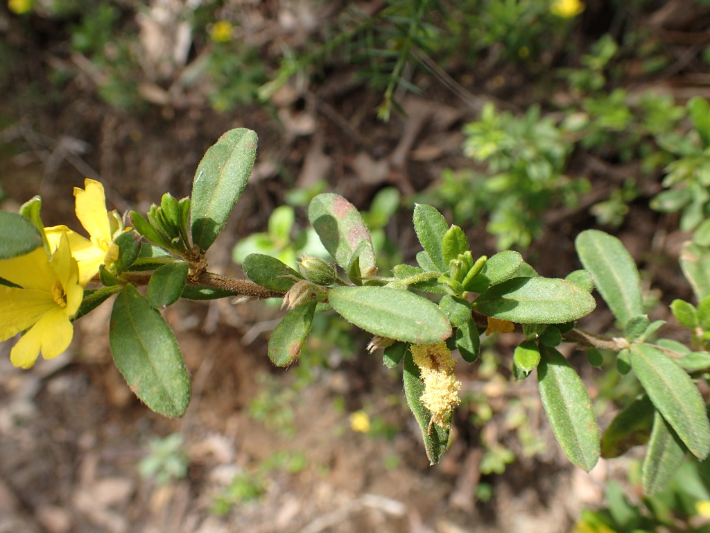 Hibbertia hirticalyx (hero image)