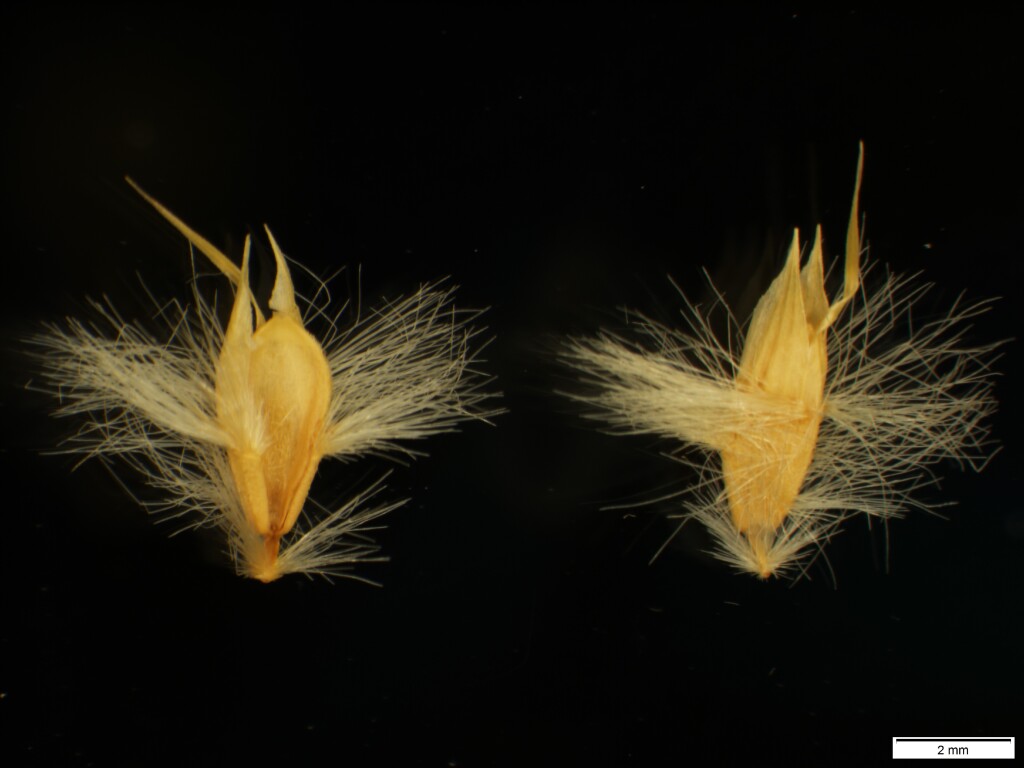 Rytidosperma carphoides (hero image)