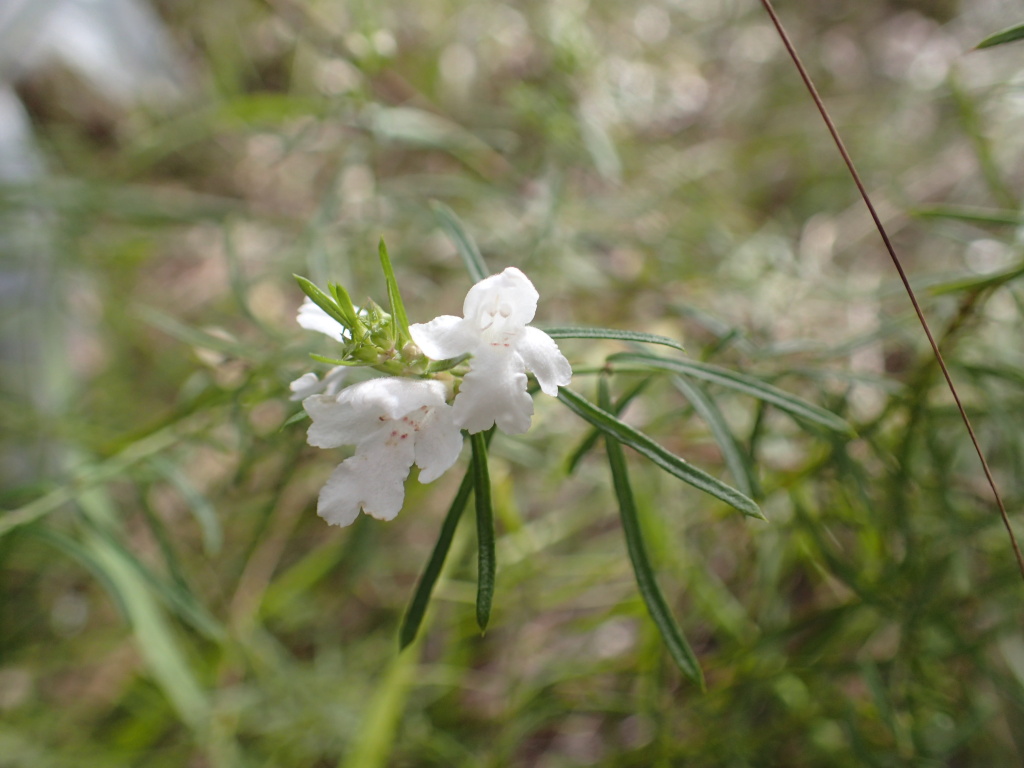 Westringia longifolia (hero image)