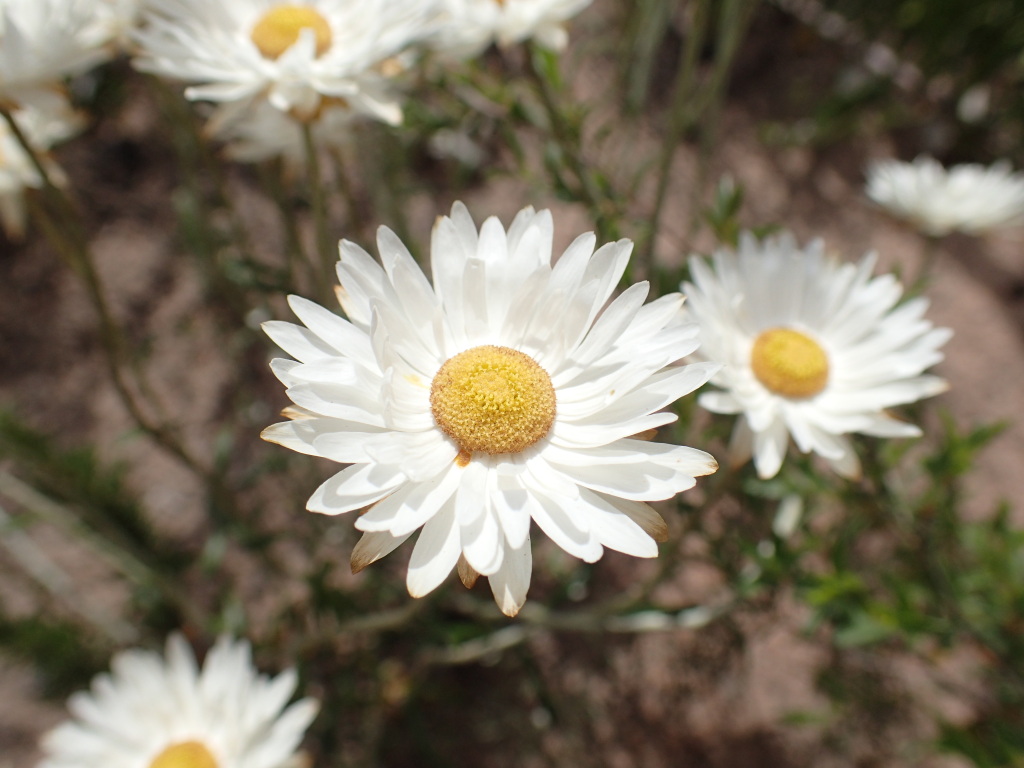 Argentipallium obtusifolium (hero image)