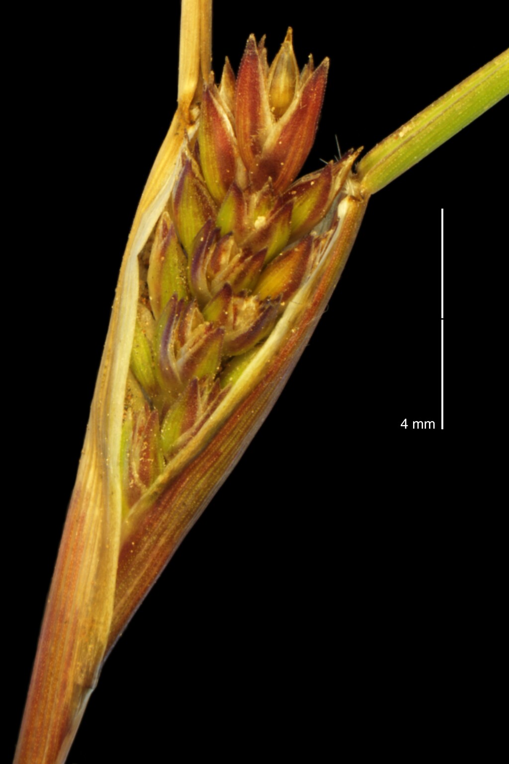 Tribolium obliterum (hero image)