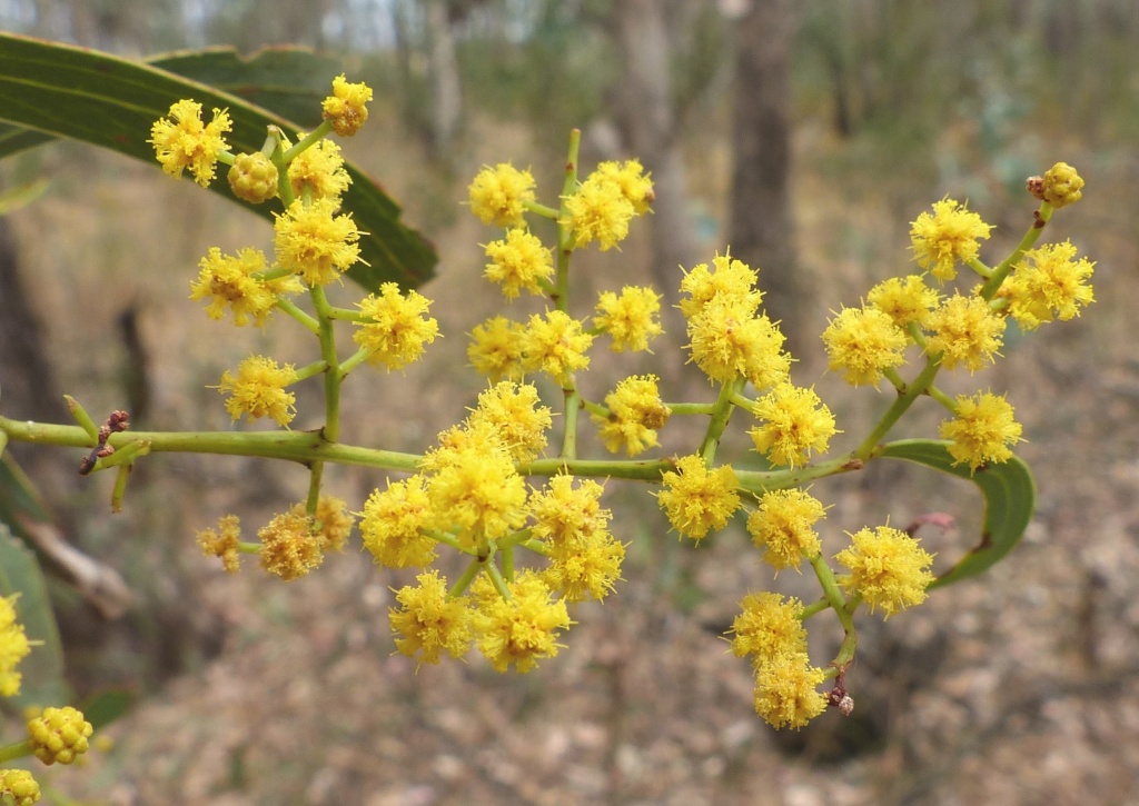 Acacia difformis (hero image)