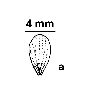 Ranunculus trichophyllus (hero image)