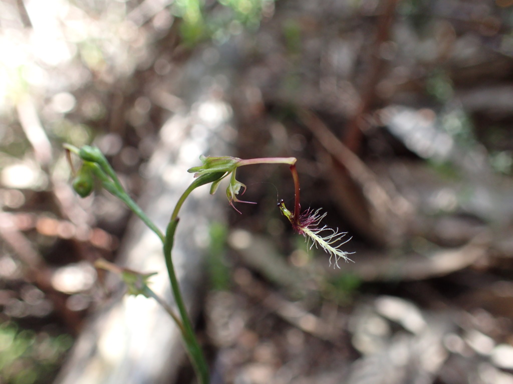 Thynninorchis huntiana (hero image)