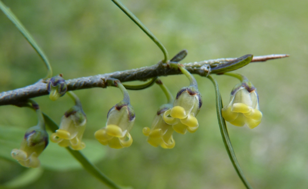 Melicytus dentatus (hero image)