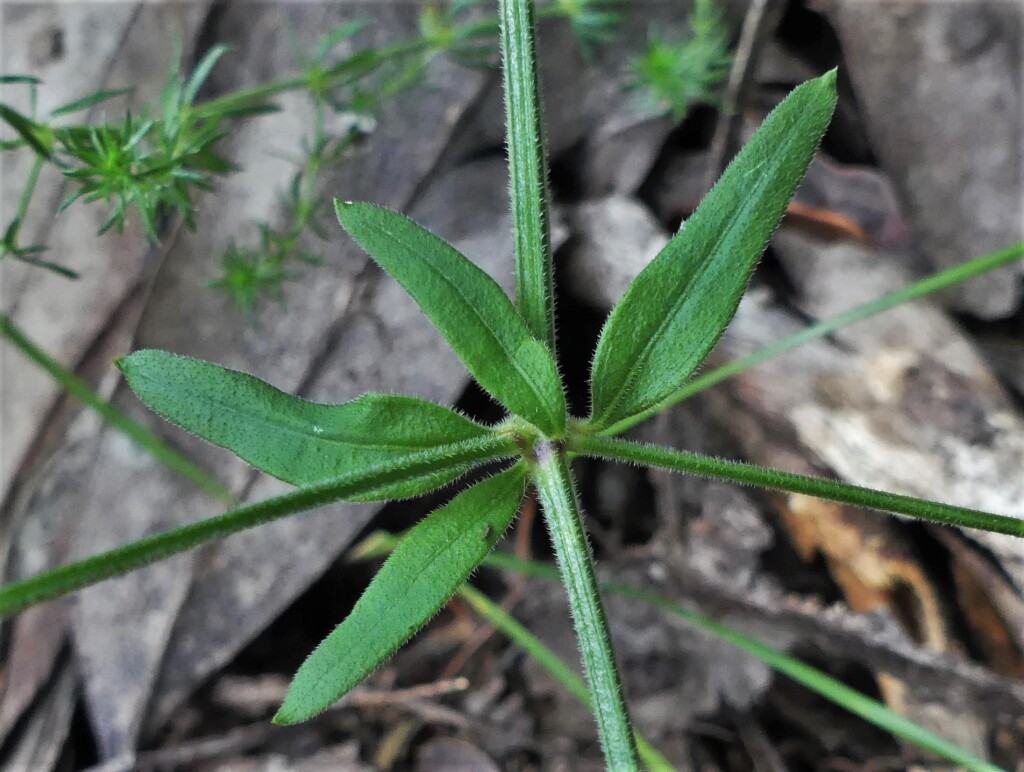 Galium polyanthum (hero image)