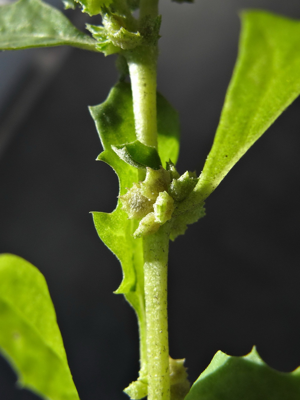 Atriplex suberecta (hero image)